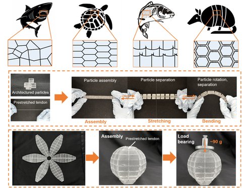 Figure from Tunable mechanics of architectured composites from particle assemblies