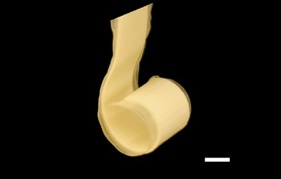 Hook, experiment