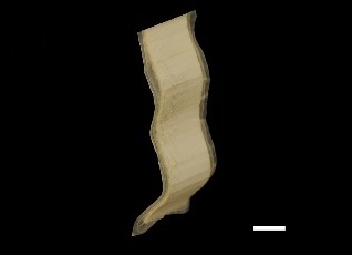 Spline 1, experiment